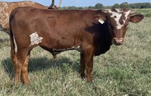 #2424 - KDK Polar Queen x Rebel HR