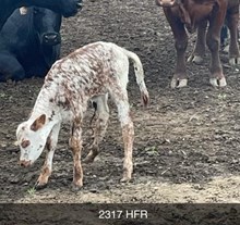 REBEL HR X HCL TEXAS DEBUT (H) TAG 424